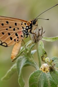 Превью обои акрея, бабочка, растение, макро