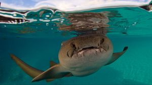 Превью обои акула, форт уолтон бич, флорида, подводный мир
