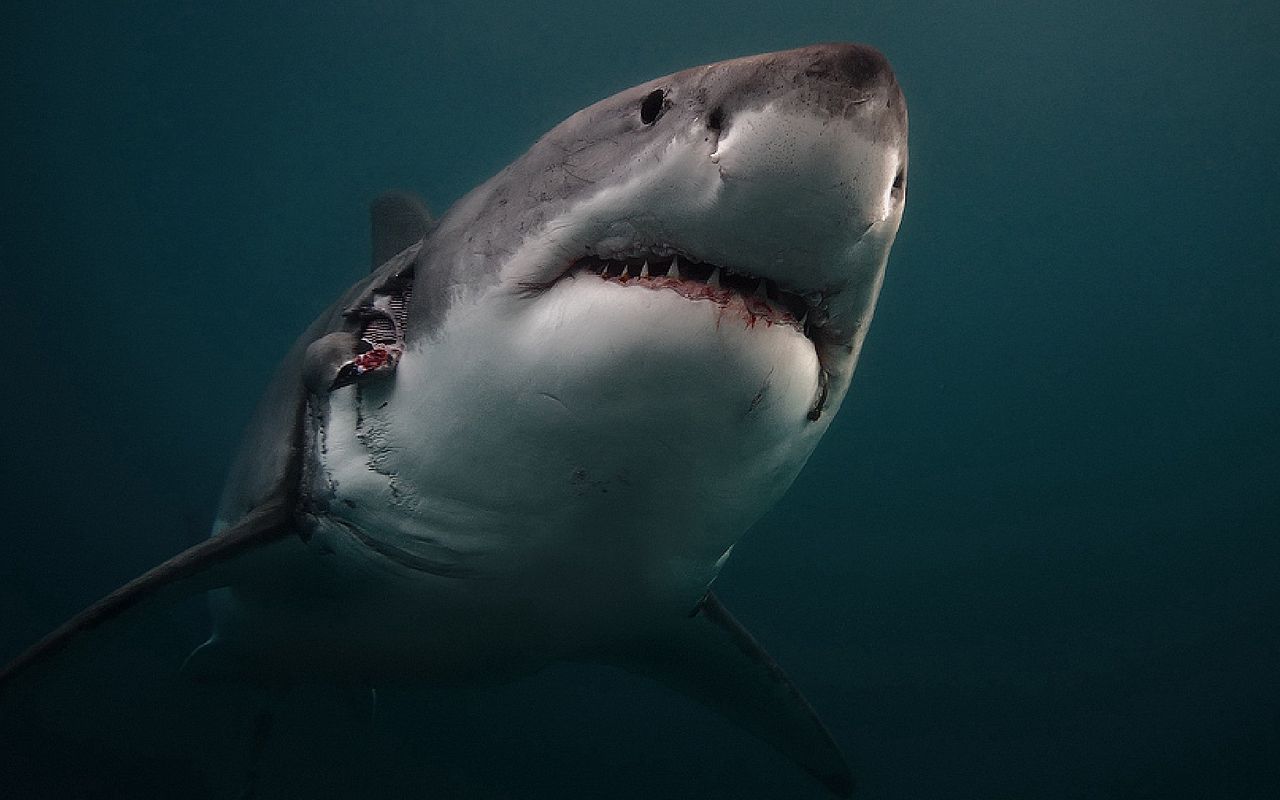 милые фото акул