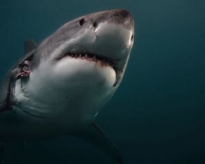 Превью обои акула, хищник, подводный мир