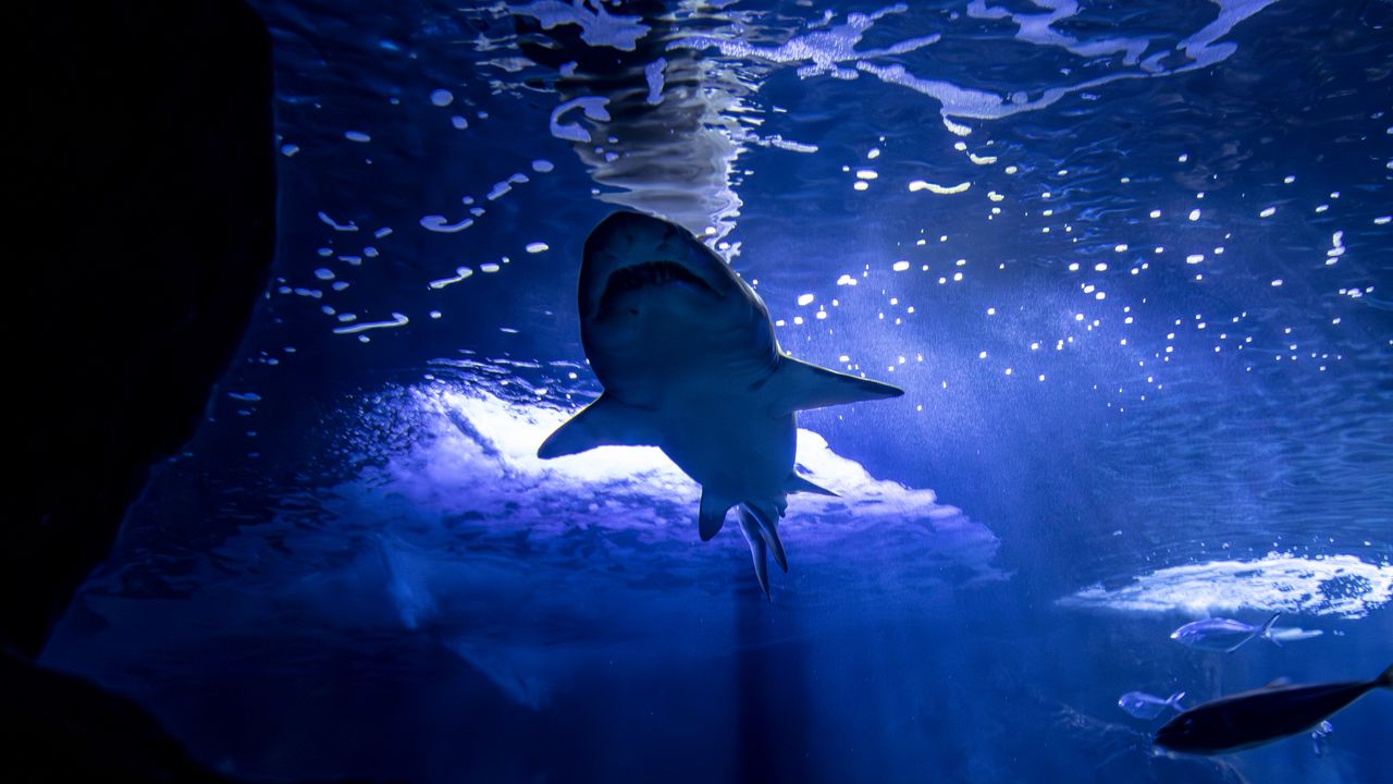 Обои акула, хищник, рыбы, подводный мир, синий