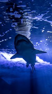 Превью обои акула, хищник, рыбы, подводный мир, синий