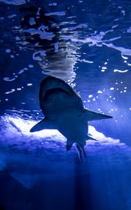 Превью обои акула, хищник, рыбы, подводный мир, синий