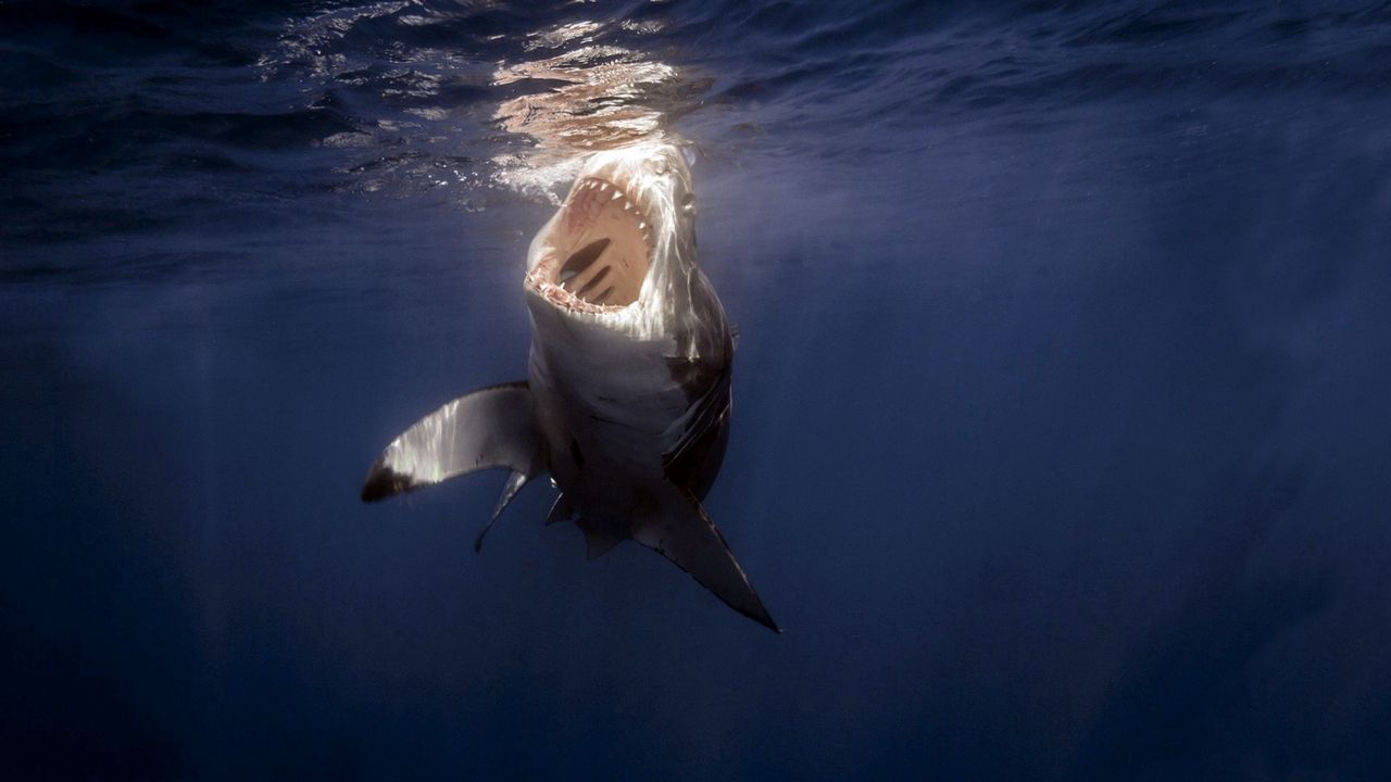 Обои акула, море, под водой, зубы