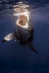 Превью обои акула, море, под водой, зубы