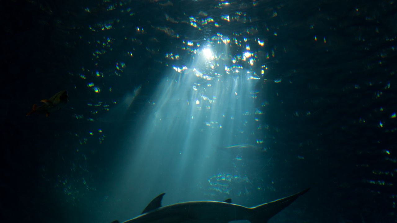 Обои акула, подводный мир, темный