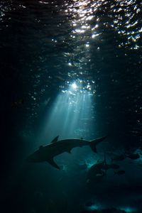 Превью обои акула, подводный мир, темный