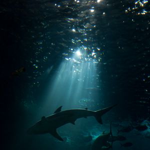 Превью обои акула, подводный мир, темный