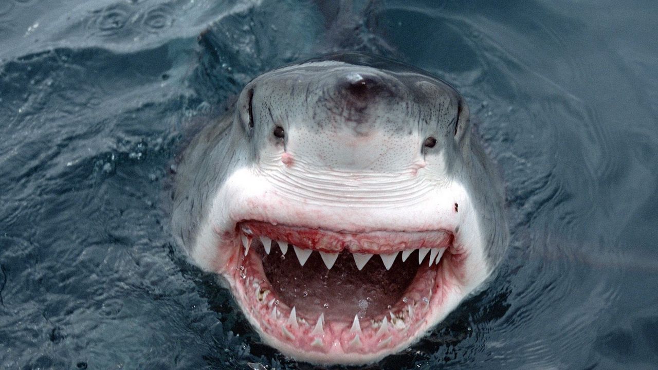 Обои акула, зубы, морда, оскал, злость
