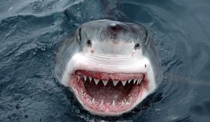 Превью обои акула, зубы, морда, оскал, злость