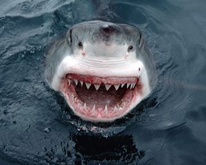 Превью обои акула, зубы, морда, оскал, злость