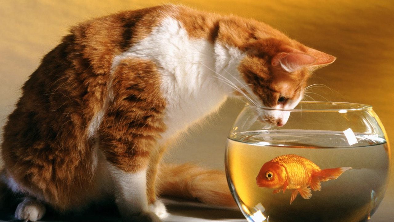 Обои аквариум, кот, любопытство, охота