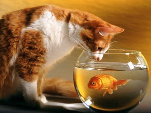 Превью обои аквариум, кот, любопытство, охота