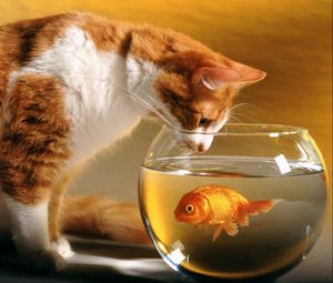 Превью обои аквариум, кот, любопытство, охота