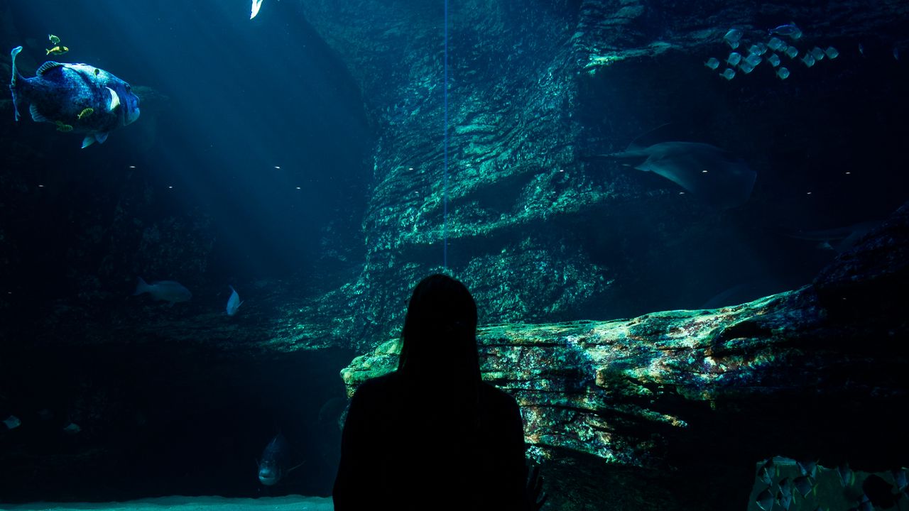Обои аквариум, рыбы, силуэт, темный, подводный мир