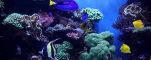 Превью обои аквариум, рыбы, водоросли, риф