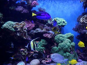 Превью обои аквариум, рыбы, водоросли, риф