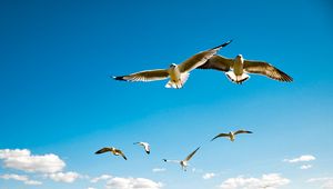 Превью обои альбатрос, крылья, небо, полет, птицы, размах, чайки