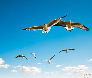 Превью обои альбатрос, крылья, небо, полет, птицы, размах, чайки