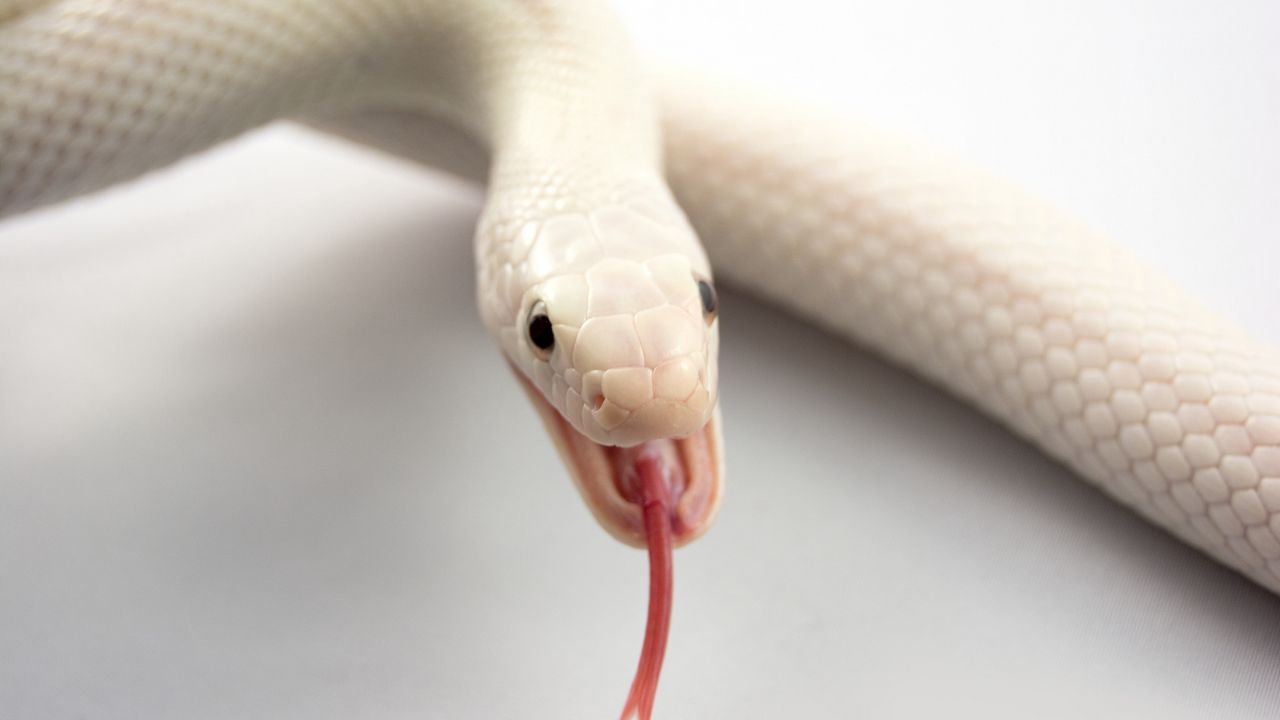 Обои альбинос, змея, язык, пасть