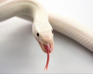 Превью обои альбинос, змея, язык, пасть