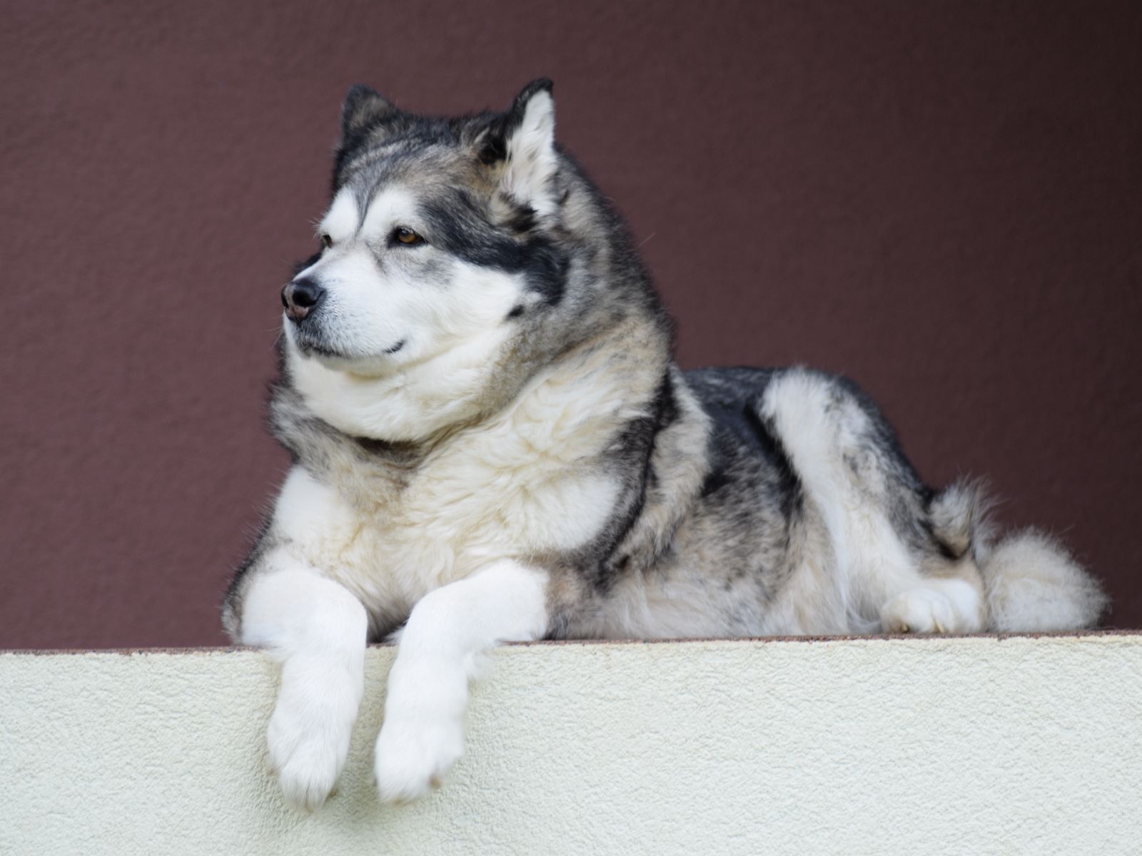 Аляскинский маламут породы собак