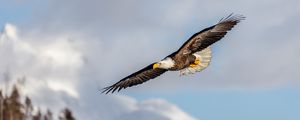 Превью обои аляскинский орел, орел, птица, крылья, полет