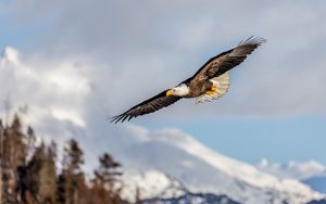 Превью обои аляскинский орел, орел, птица, крылья, полет