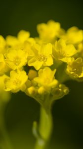 Превью обои алиссум, цветок, лепестки, желтый, растение, макро