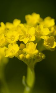 Превью обои алиссум, цветок, лепестки, желтый, растение, макро