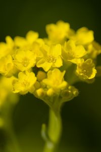 Превью обои алиссум, цветок, лепестки, желтый, растение, макро