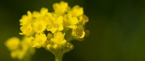 Превью обои алиссум, цветок, лепестки, желтый, растение, макро