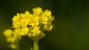Превью обои алиссум, цветок, лепестки, желтый, растение, макро