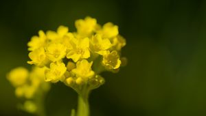 Превью обои алиссум, цветок, лепестки, желтый, растение, макро