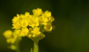 Превью обои алиссум, цветок, лепестки, желтый, растение, макро