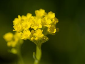 Превью обои алиссум, цветок, лепестки, желтый, растение, макро