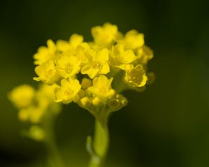 Превью обои алиссум, цветок, лепестки, желтый, растение, макро