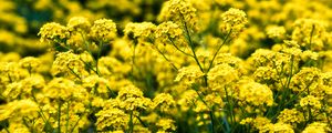 Превью обои алиссум, цветы, лепестки, блики, желтый