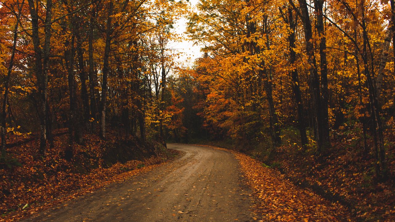 Обои аллея, деревья, дорога, осень, листья