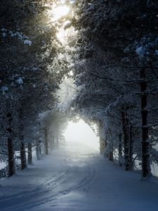 Превью обои аллея, деревья, дорожка, снег, зима