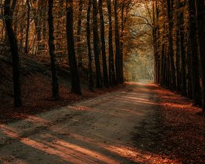 Превью обои аллея, деревья, осень, дорога, лучи