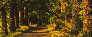 Превью обои аллея, деревья, солнечный свет, тени