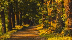 Превью обои аллея, деревья, солнечный свет, тени