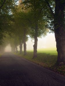 Превью обои аллея, деревья, туман, луг, дорога, мгла