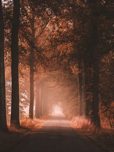 Превью обои аллея, дорога, деревья, даль