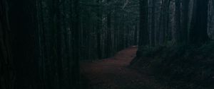 Превью обои аллея, дорога, листва, деревья