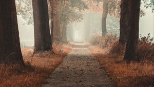 Превью обои аллея, дорога, осень, туман, лес