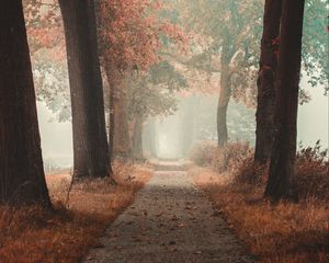 Превью обои аллея, дорога, осень, туман, лес