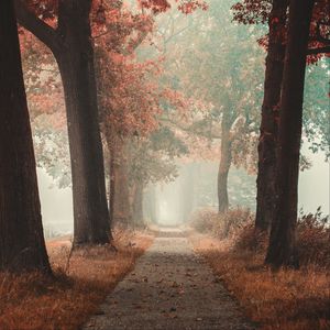 Превью обои аллея, дорога, осень, туман, лес