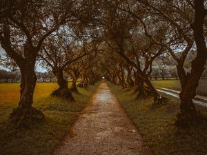 Превью обои аллея, дорожка, деревья, природа
